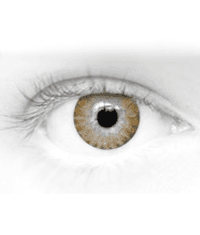 Daily Contact Lenses